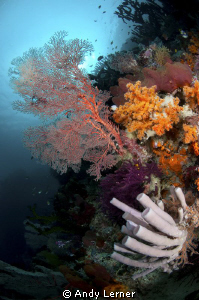Reef scene in Raja Ampat by Andy Lerner 